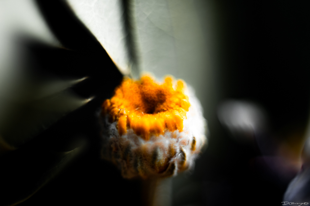 Photos of flowers, focaccia, fun Lucky Charms, and pretty Berkeley neighborhood sights.